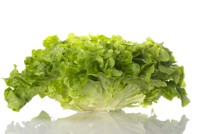 Lattuga Green Oak lettuce