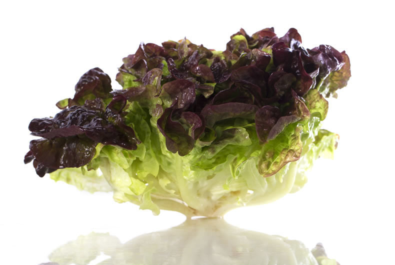 Lattuga Red Oak lettuce